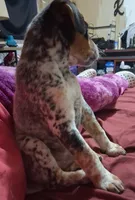 Axle, a male Australian Cattle Dog and Beagle for sale in Lily, KY – 3 of 6