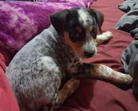 Axle, a male Australian Cattle Dog and Beagle for sale in Lily, KY – 5 of 6