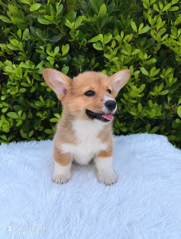 Corgi – Pembroke Welsh Corgi puppy for sale in Sacramento, CA