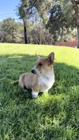 Corgi, a male Pembroke Welsh Corgi for sale in Sacramento, CA – 2 of 8