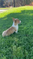 Corgi, a female Pembroke Welsh Corgi for sale in Sacramento, CA – 5 of 8