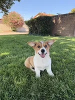 Corgi, a female Pembroke Welsh Corgi for sale in Sacramento, CA – 5 of 8