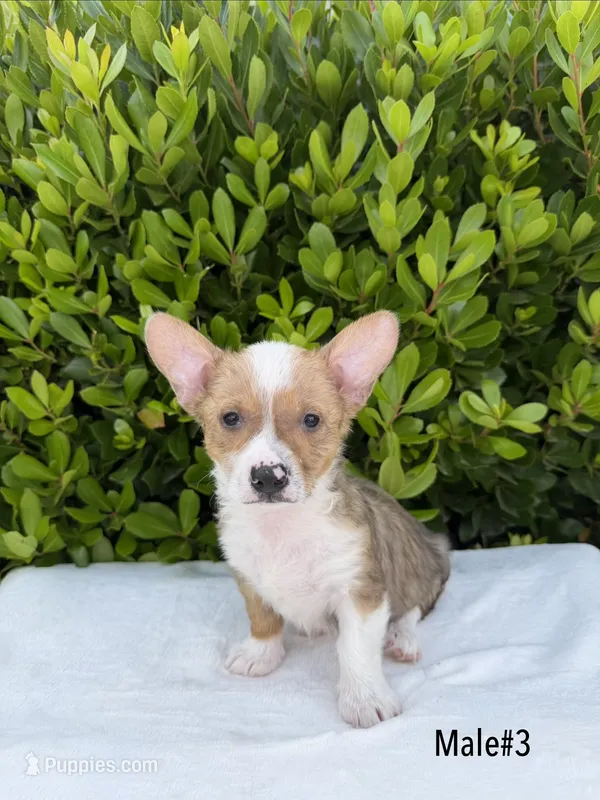 Corgi – Pembroke Welsh Corgi puppy for sale in Sacramento, CA