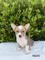 Corgi, a male Pembroke Welsh Corgi for sale in Sacramento, CA – 1 of 5