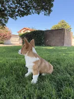 Corgi, a female Pembroke Welsh Corgi for sale in Sacramento, CA – 8 of 8