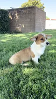 Corgi, a female Pembroke Welsh Corgi for sale in Sacramento, CA – 2 of 8