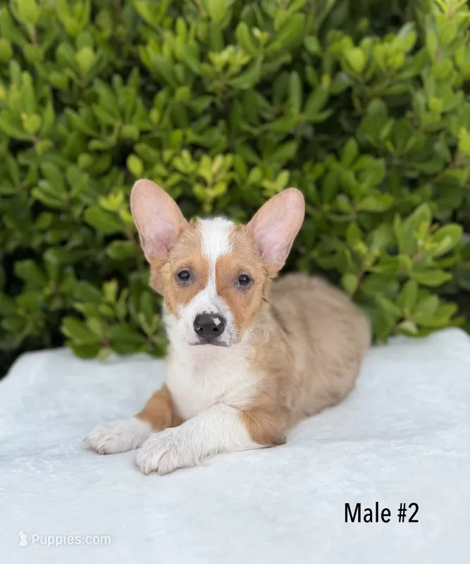 Corgi – Pembroke Welsh Corgi puppy for sale in Sacramento, CA