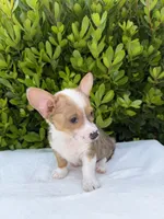 Corgi, a male Pembroke Welsh Corgi for sale in Sacramento, CA – 4 of 5