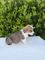 Corgi, a female Pembroke Welsh Corgi for sale in Sacramento, CA – 5 of 5