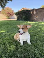 Corgi, a female Pembroke Welsh Corgi for sale in Sacramento, CA – 4 of 8