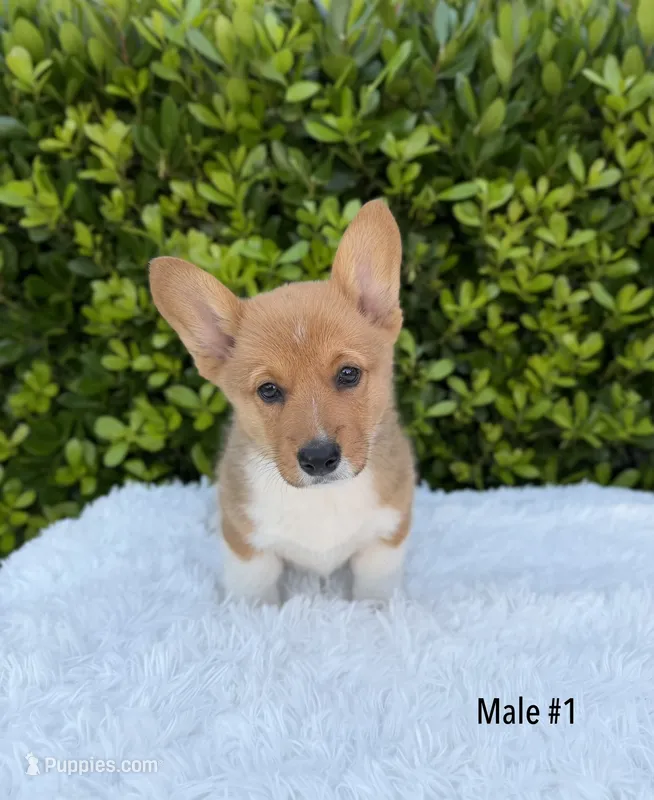Corgi – Pembroke Welsh Corgi puppy for sale in Sacramento, CA
