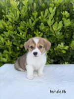 Corgi, a female Pembroke Welsh Corgi for sale in Sacramento, CA – 1 of 5
