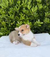 Corgi, a female Pembroke Welsh Corgi for sale in Sacramento, CA – 4 of 5