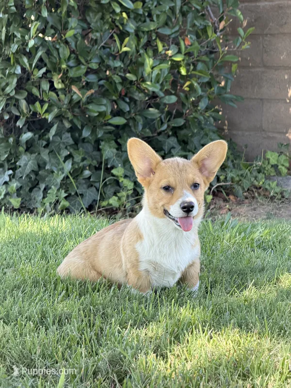 Corgi – Pembroke Welsh Corgi puppy for sale in Sacramento, CA