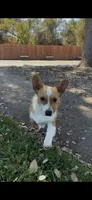 Corgi, a male Pembroke Welsh Corgi for sale in Sacramento, CA – 4 of 8