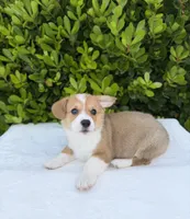 Corgi, a female Pembroke Welsh Corgi for sale in Sacramento, CA – 5 of 5