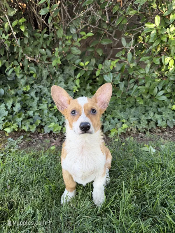 Corgi – Pembroke Welsh Corgi puppy for sale in Sacramento, CA