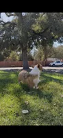 Corgi, a male Pembroke Welsh Corgi for sale in Sacramento, CA – 2 of 8