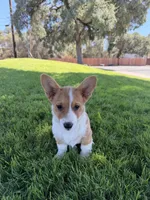 Corgi, a female Pembroke Welsh Corgi for sale in Sacramento, CA – 2 of 8
