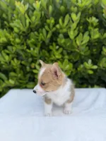 Corgi, a female Pembroke Welsh Corgi for sale in Sacramento, CA – 5 of 5
