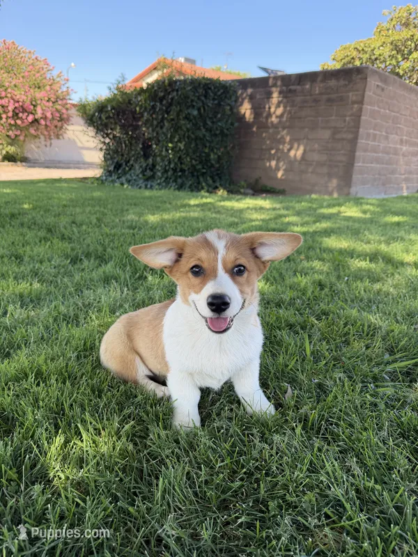 Corgi – Pembroke Welsh Corgi puppy for sale in Sacramento, CA
