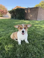 Corgi, a female Pembroke Welsh Corgi for sale in Sacramento, CA – 1 of 8