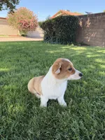 Corgi, a female Pembroke Welsh Corgi for sale in Sacramento, CA – 6 of 8