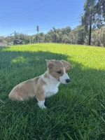 Corgi, a female Pembroke Welsh Corgi for sale in Sacramento, CA – 2 of 8