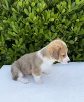 Corgi, a female Pembroke Welsh Corgi for sale in Sacramento, CA – 3 of 4