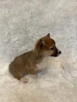 Corgi, a female Pembroke Welsh Corgi for sale in Sacramento, CA – 3 of 6