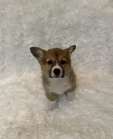 Corgi, a female Pembroke Welsh Corgi for sale in Sacramento, CA – 5 of 6