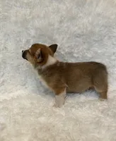 Corgi, a female Pembroke Welsh Corgi for sale in Sacramento, CA – 4 of 6