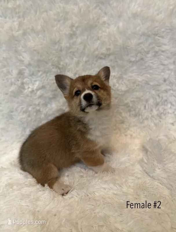 Corgi, a female Pembroke Welsh Corgi for sale in Sacramento, CA – 1 of 6