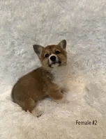 Corgi, a female Pembroke Welsh Corgi for sale in Sacramento, CA – 1 of 6