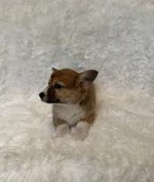 Corgi, a female Pembroke Welsh Corgi for sale in Sacramento, CA – 6 of 6