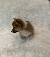 Corgi, a female Pembroke Welsh Corgi for sale in Sacramento, CA – 2 of 6