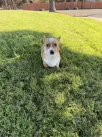 Corgi, a male Pembroke Welsh Corgi for sale in Sacramento, CA – 8 of 8