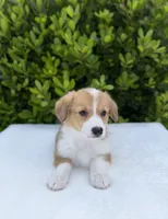 Corgi, a female Pembroke Welsh Corgi for sale in Sacramento, CA – 4 of 4