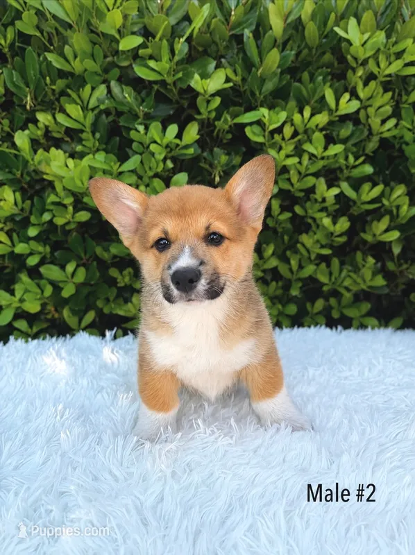 Corgi – Pembroke Welsh Corgi puppy for sale in Sacramento, CA