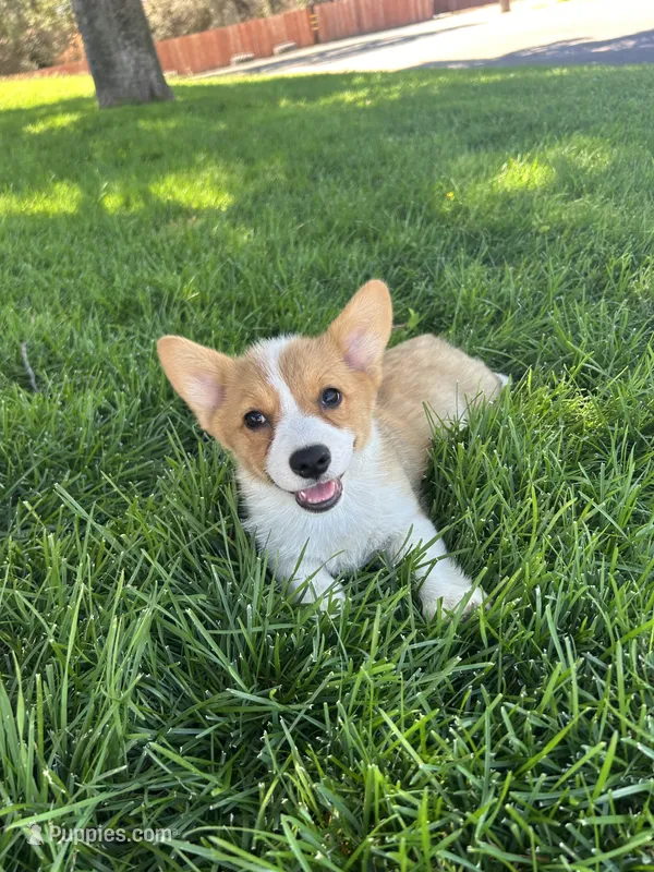 Corgi – Pembroke Welsh Corgi puppy for sale in Sacramento, CA