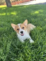 Corgi, a female Pembroke Welsh Corgi for sale in Sacramento, CA – 1 of 8