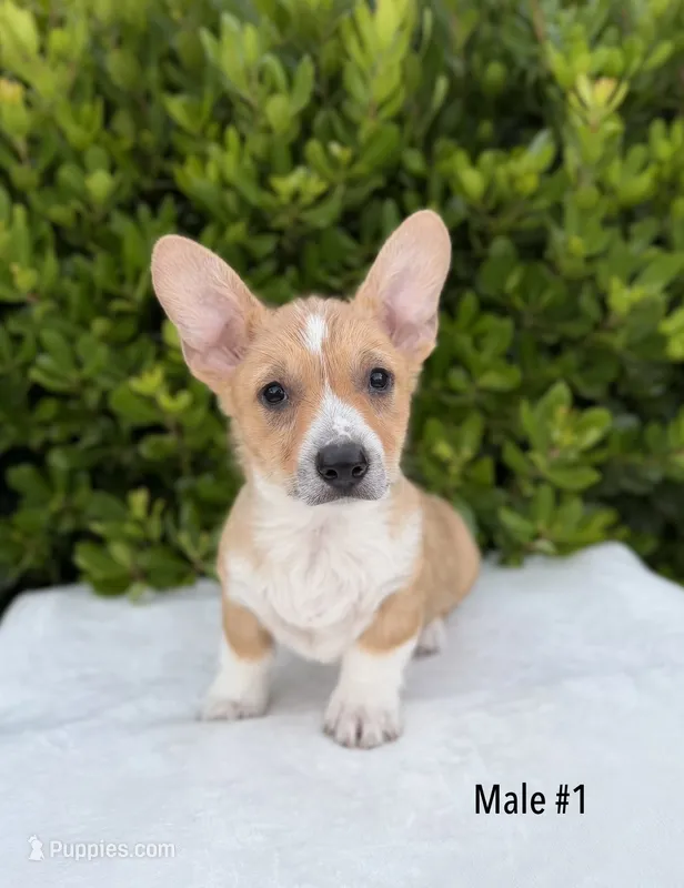 Corgi – Pembroke Welsh Corgi puppy for sale in Sacramento, CA