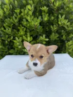 Corgi, a female Pembroke Welsh Corgi for sale in Sacramento, CA – 2 of 5