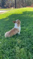 Corgi, a female Pembroke Welsh Corgi for sale in Sacramento, CA – 4 of 8