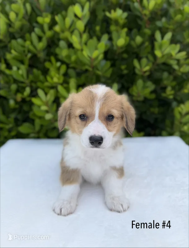 Corgi – Pembroke Welsh Corgi puppy for sale in Sacramento, CA
