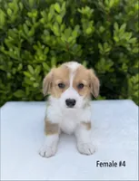 Corgi, a female Pembroke Welsh Corgi for sale in Sacramento, CA – 1 of 4