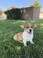 Corgi, a female Pembroke Welsh Corgi for sale in Sacramento, CA – 8 of 8
