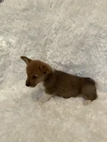 Corgi, a male Pembroke Welsh Corgi for sale in Sacramento, CA – 5 of 6