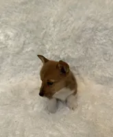 Corgi, a male Pembroke Welsh Corgi for sale in Sacramento, CA – 3 of 6