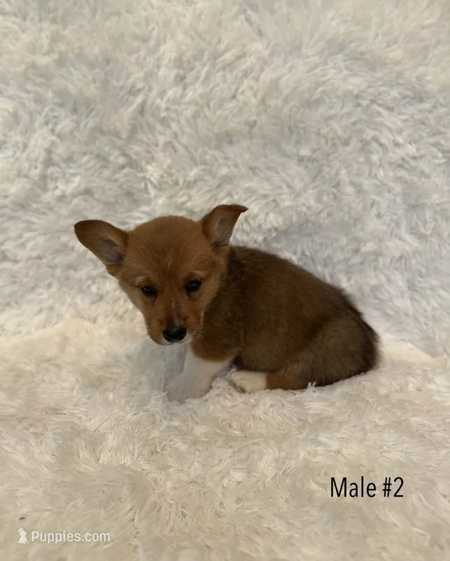 Corgi, a male Pembroke Welsh Corgi for sale in Sacramento, CA – 1 of 6
